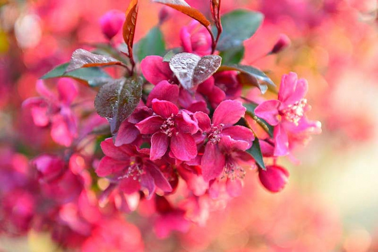 Malus × moerlandsii 'Liset', Crabapple 'Liset', Crab Apple 'Liset', Malus 'v', Fragrant Tree, Red fruit, red berries, Winter fruits, Red flowers, Pink Flowers